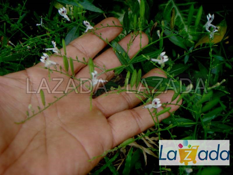 1GR 700.HẠT Hạt Giống Xuyên Tâm Liên (| B20*W50)