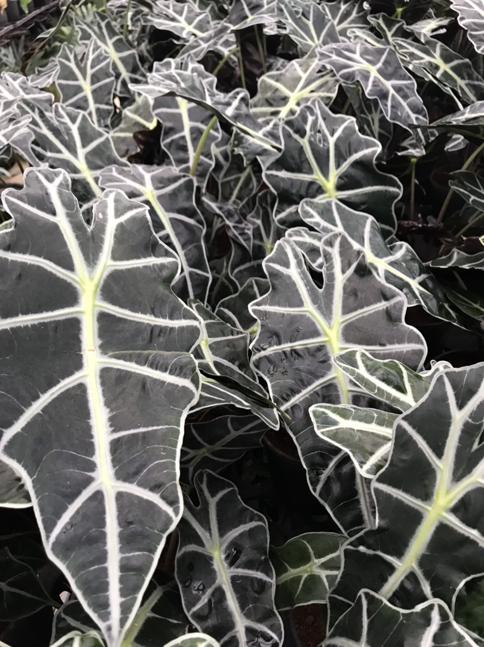Môn quan âm Alocasia Amazonica (size lá hiện tại từ 20cm trở lên).