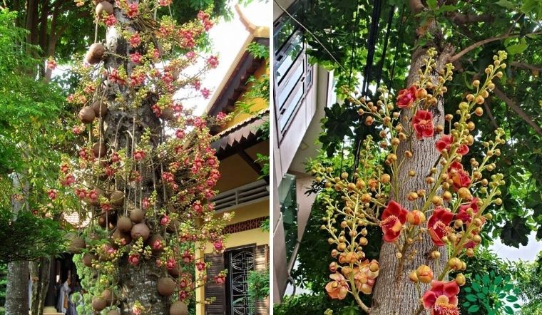 CÂY SALA ( CÂY NGỌC KỲ LÂN , CÂY ĐẦU LÂN ) GIỐNG - CGCSLKLSD