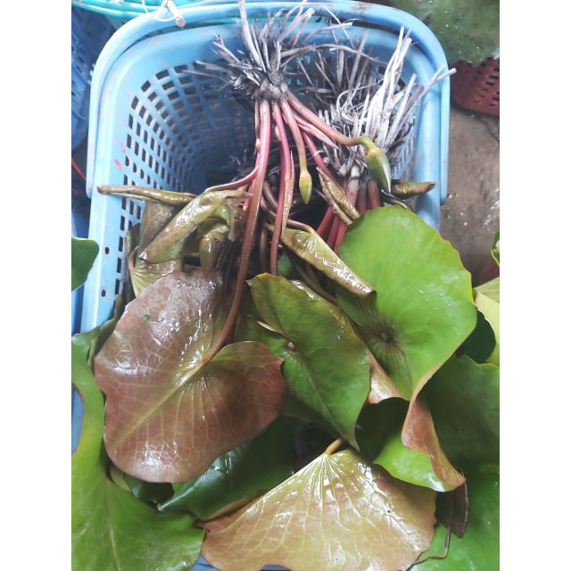( RẺ VÔ ĐỊCH)- Cây hoa súng thái màu xanh