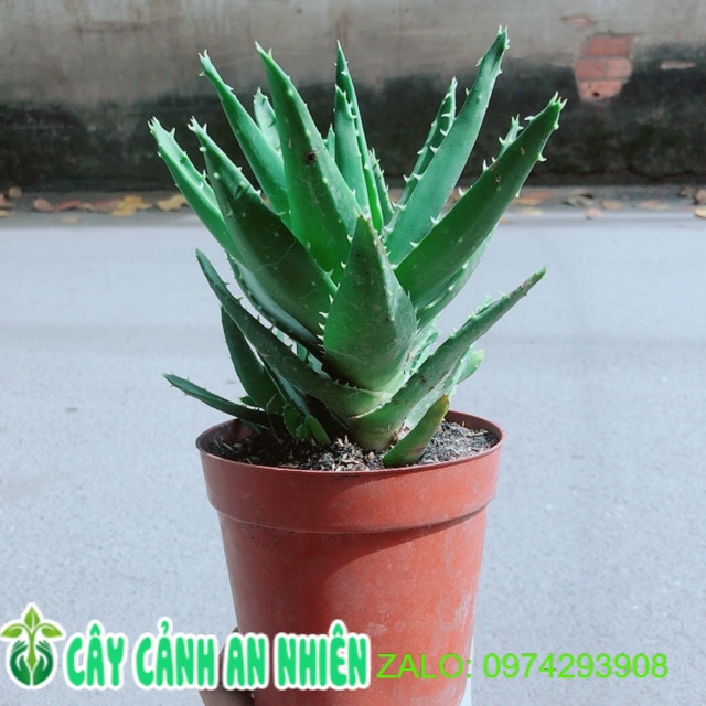 [HCM]Nha Đam Kiểng 65k/chậu