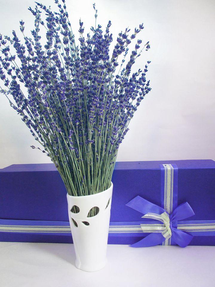 [HCM]Cây Oải Hương - Lavender TẶNG CHẬU