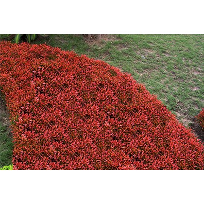 Cây Kỉ Đỏ - cây cảnh mini - cây cảnh để bàn - caykiengsadec