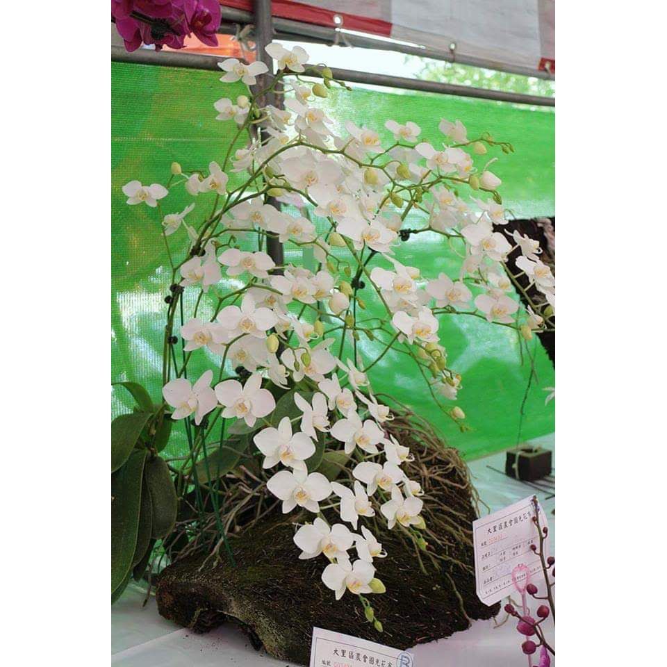 Lan hồ điệp mini sai hoa rất đẹp
