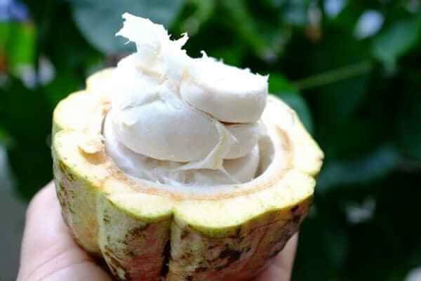 Bột ca cao nguyên chất 100% từ Đăk Lăk 500g