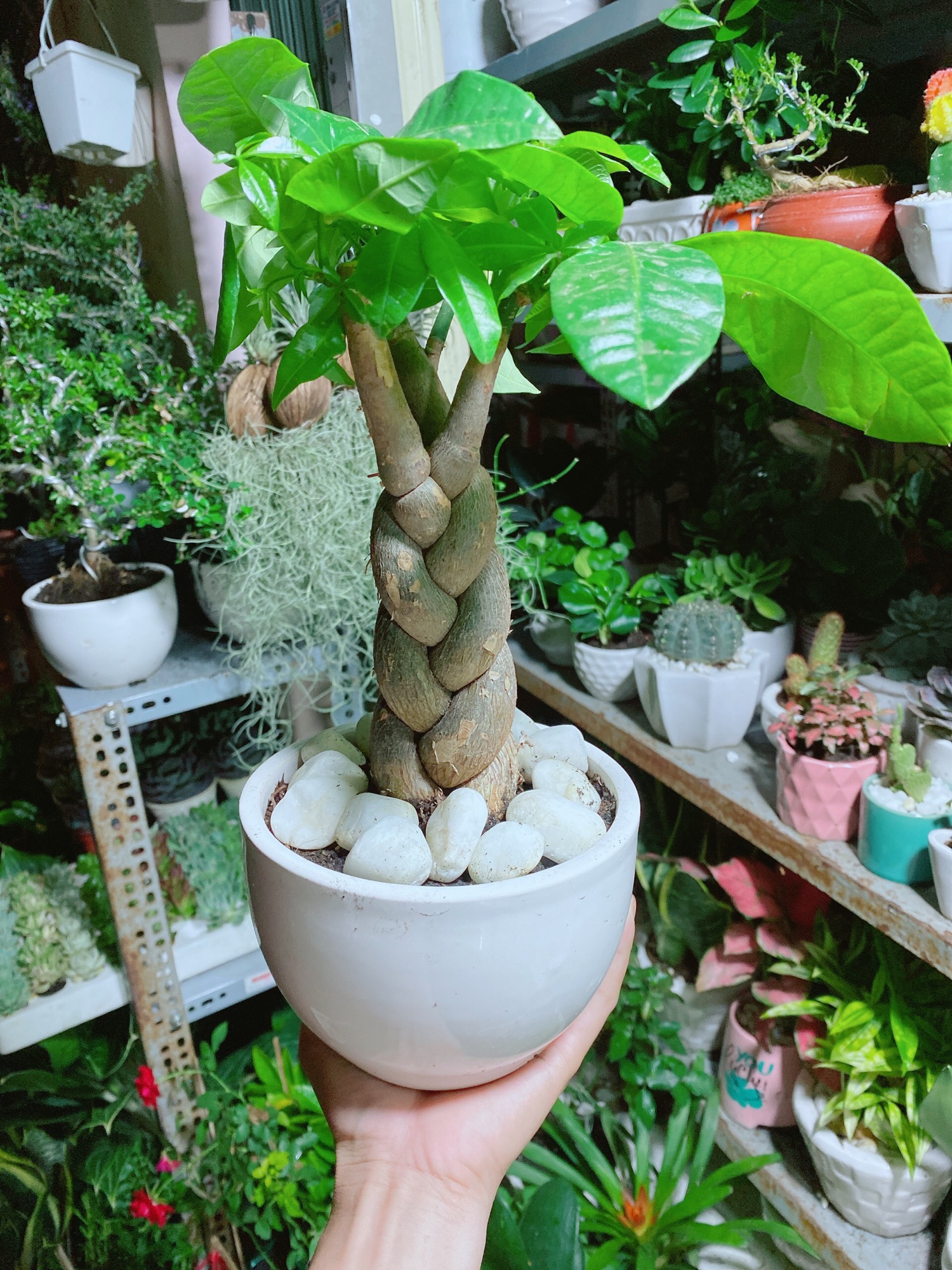 Chậu Kim Ngân 3 Thân Thắt Bính