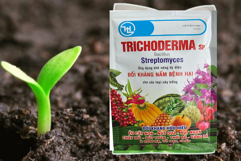 [FreeShip] Nấm Đối Kháng Trichoderma SP Bacillus - Streptomyces - 100Gr
