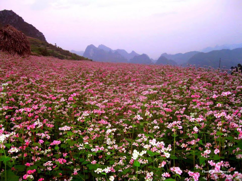 Hạt giống Hoa Tam giác  Mạch