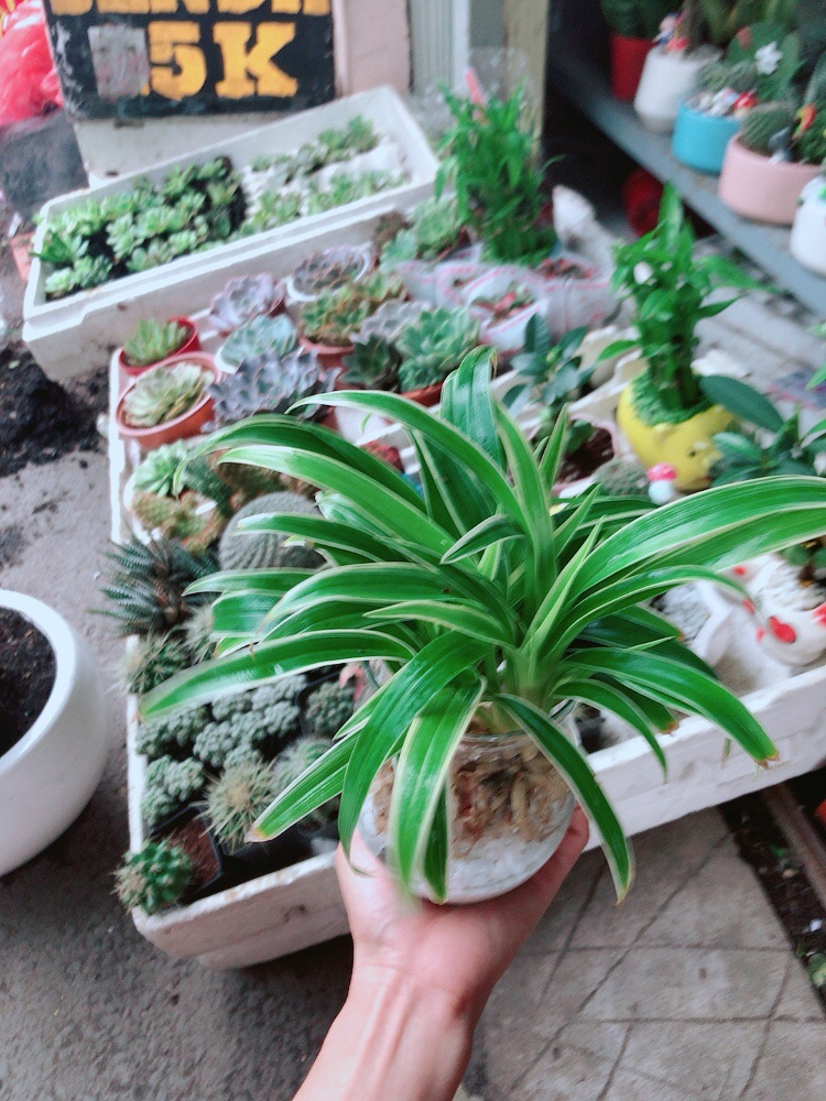 Chậu Lan Chi Thuỷ Sinh