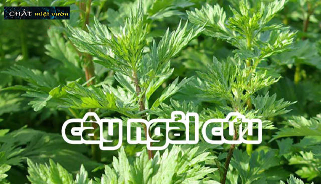 Cây giống ngải cứu - Cây thuốc nam (cây cao 20-35cm như hình)
