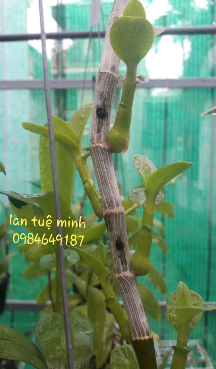 KÍCH KIE PRO MỸ_KÍCH MẦM CHỒI HOA LAN HIỆU QUẢ_NHẬP KHẨU USA san chiết 15ML