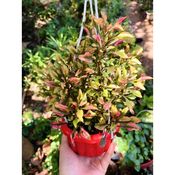 [FREESHIPMAX] Chậu cây kỉ đỏ- Shop đồng hồ và cây cảnh