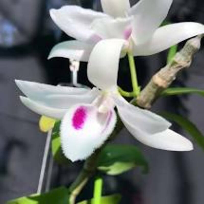 cốc Phi điệp(giả hạc) 5 cánh trắng 5ct phú thọ hàng gieo hạt