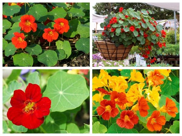 Hạt giống hoa sen cạn mix màu