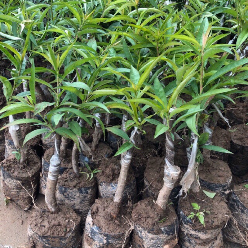 cây đào bích, đào phai, đào trắng - hàng cây