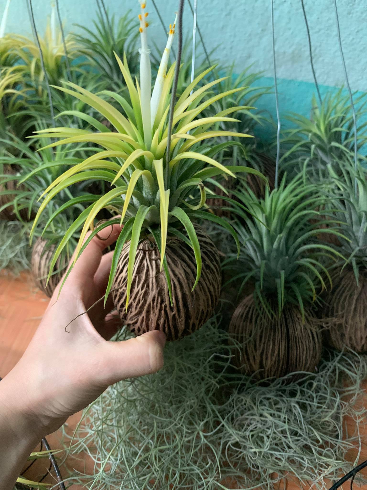 Set cây không khí quả dừa (màu vàng)