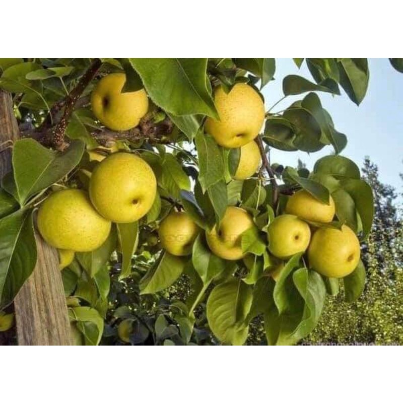 CÂY GIỐNG LÊ VÀNG TỨ QUÝ (SIÊU SỚM)