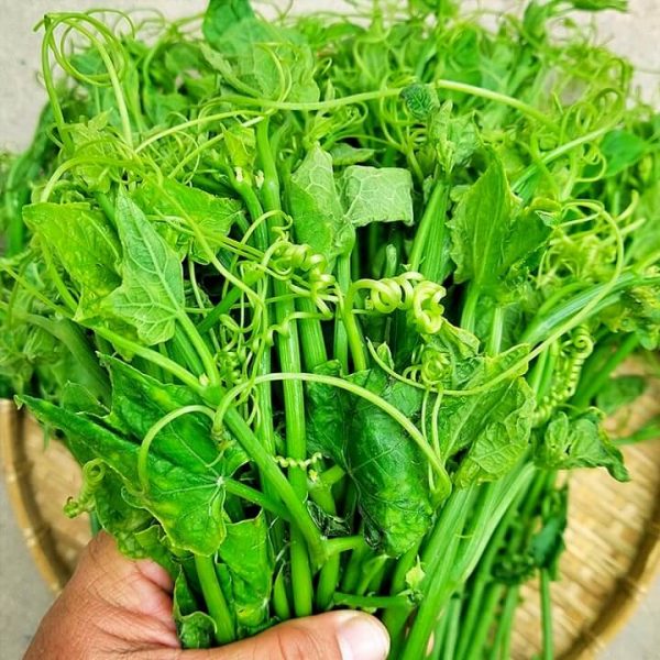 Hạt giống Bí Siêu Ngọn, Bí Lấy Ngọn, Năng Suất Cao (Gói 10 Gram) - Nông Sản Vàng