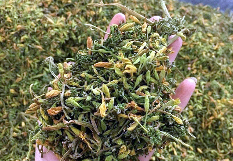 Hoa đu đủ đực sấy khô , hoa đu đủ