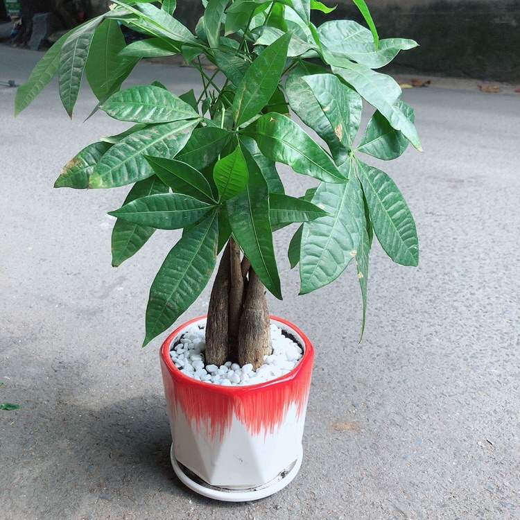 Chậu cây kim ngân thắt bính