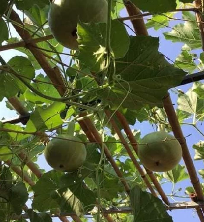 Hạt giống bầu tròn Thái - gói 2gram( 10 hạt)