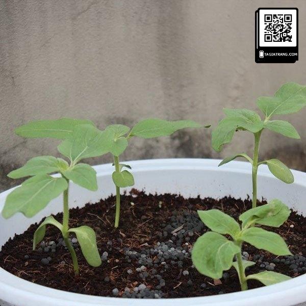 Hạt giống hoa hướng dương cao