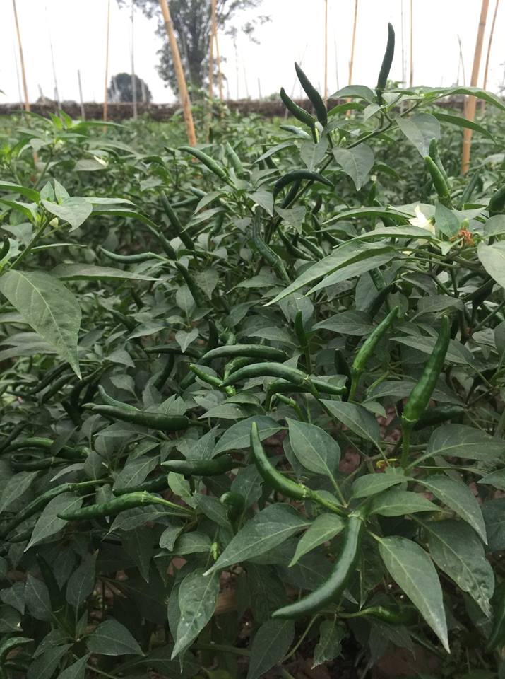 [Lấy mã giảm thêm 30%] Gói Hạt Giống Ớt Chỉ Thiên F1