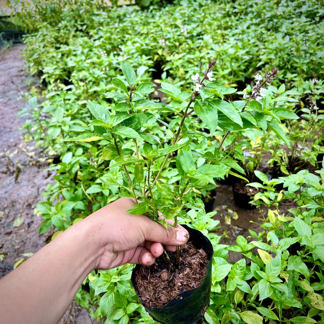 Cây húng chó - cây gia vị
