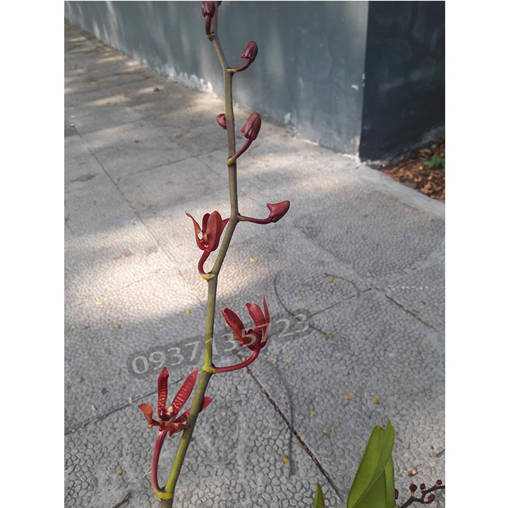 [HCM]CÂY LAN PHƯỢNG VĨ ĐỎ - CÂY CÓ 1 VÒI HOA