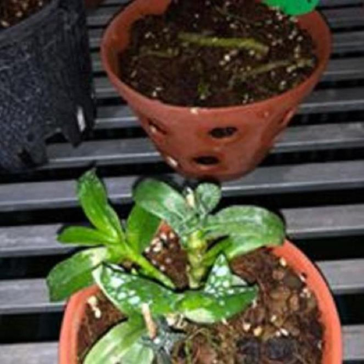 Hoa lan -5ct kiều phi yến gieo hạt (rễ khỏe, cao 7cm,cây năm 2)