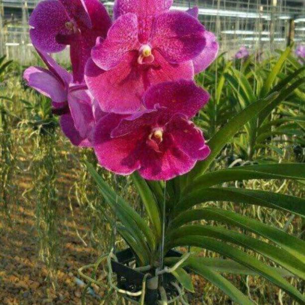 COMBO 5 CÂY GIỐNG LAN VANDA ĐỦ MÀU, HÀNG NHẬP THÁI LAN
