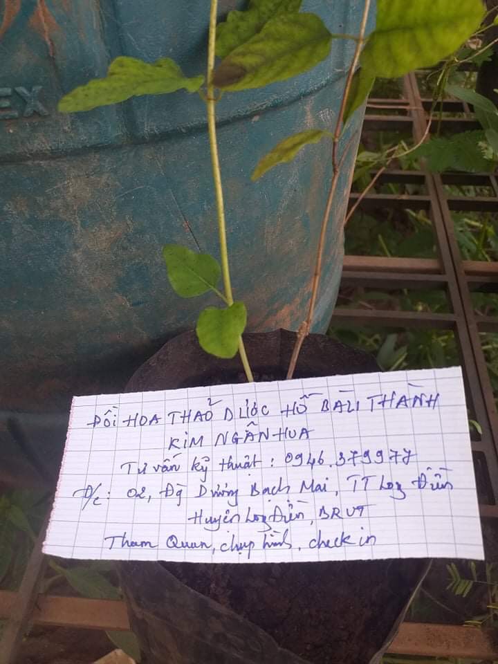 Cây hoa kim ngân leo