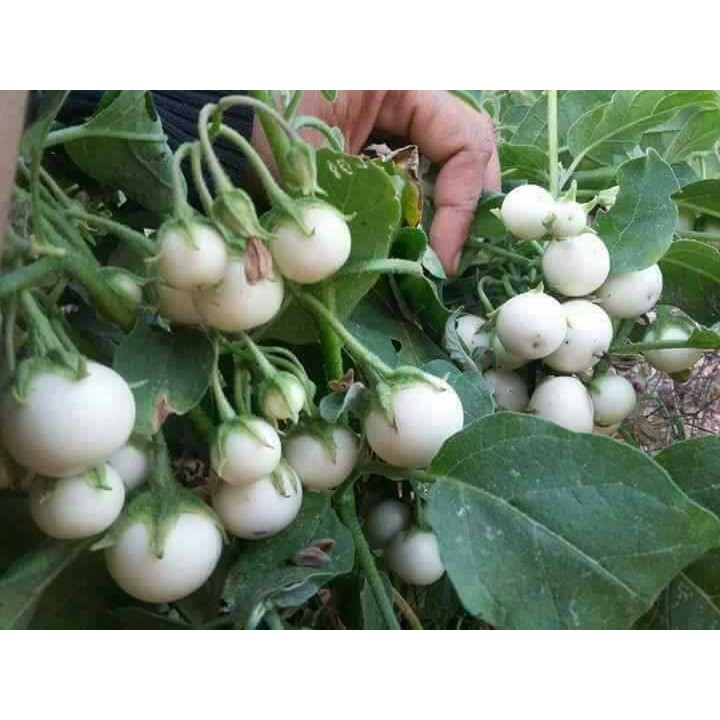 Hạt giống Cà pháo trắng cao sản (1 gram)