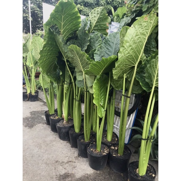 Cây Ráy Voi Trang trí tiểu cảnh sân vườn, công trình