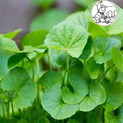 HẠT RAU MÁ - GÓI 1 GRAM