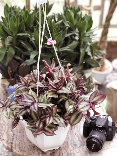 Chậu  Treo Thài Lài Tím Cao 20-30cm- Cây Cảnh