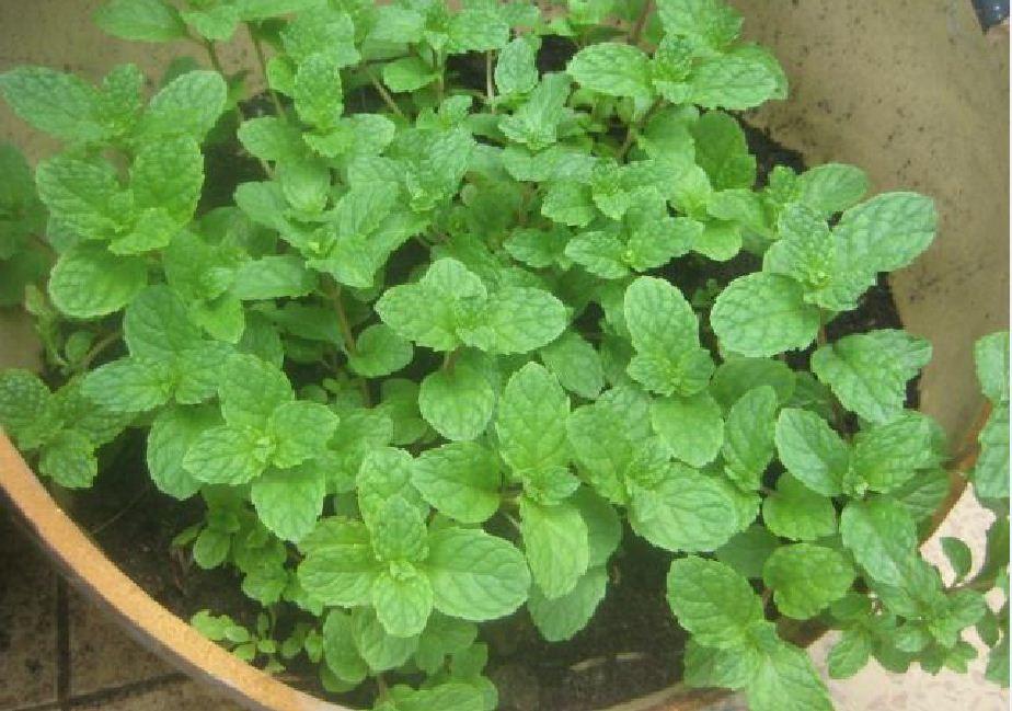 Hạt giống rau húng lũi ( húng bạc hà  ) - 1 gói 0.2gram