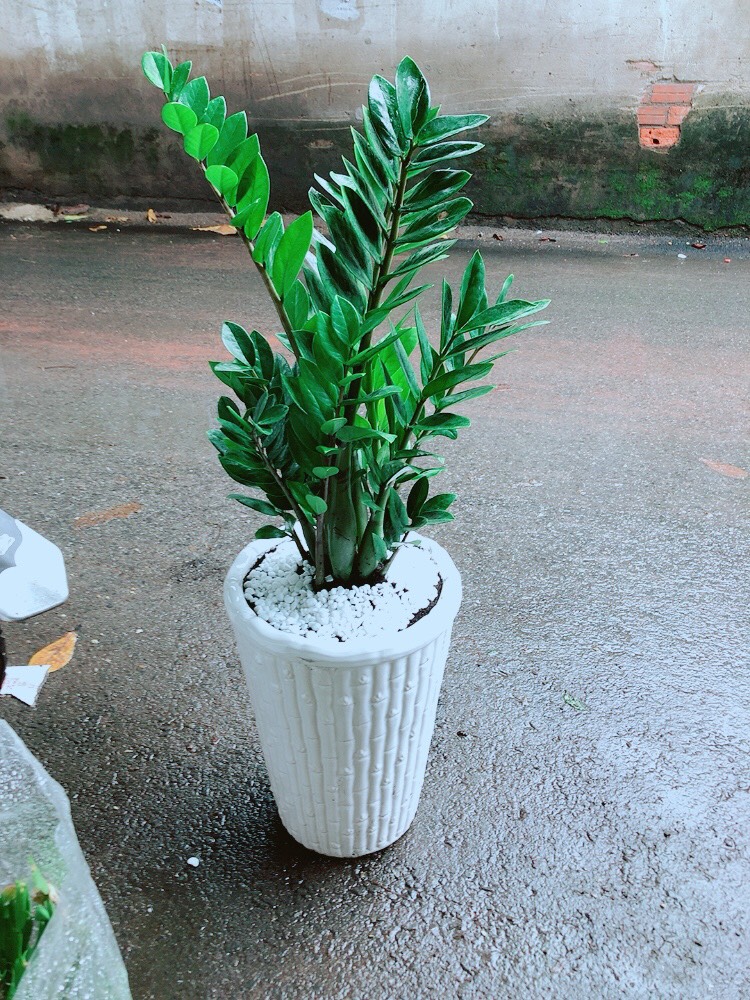 [HCM]Cây Kim Tiền Lớn Chậu Cao