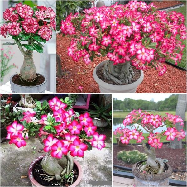 [Mới] - Hạt giống hoa sứ thái kép
