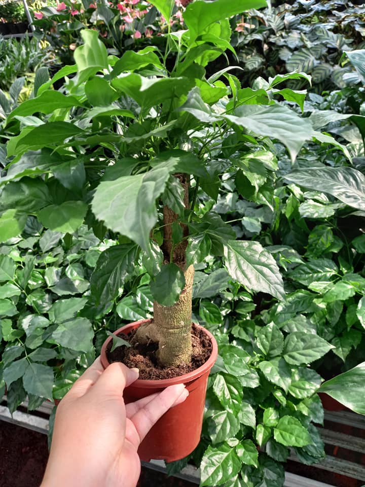 Cây Hạnh Phúc Trụ