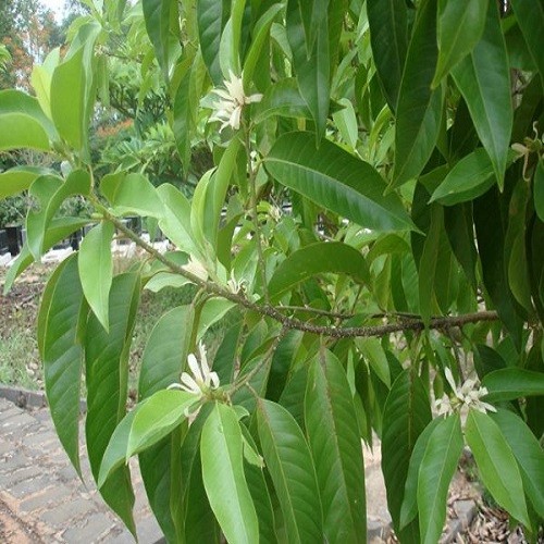 Cây ngọc lan ta đang ra hoa - 5656