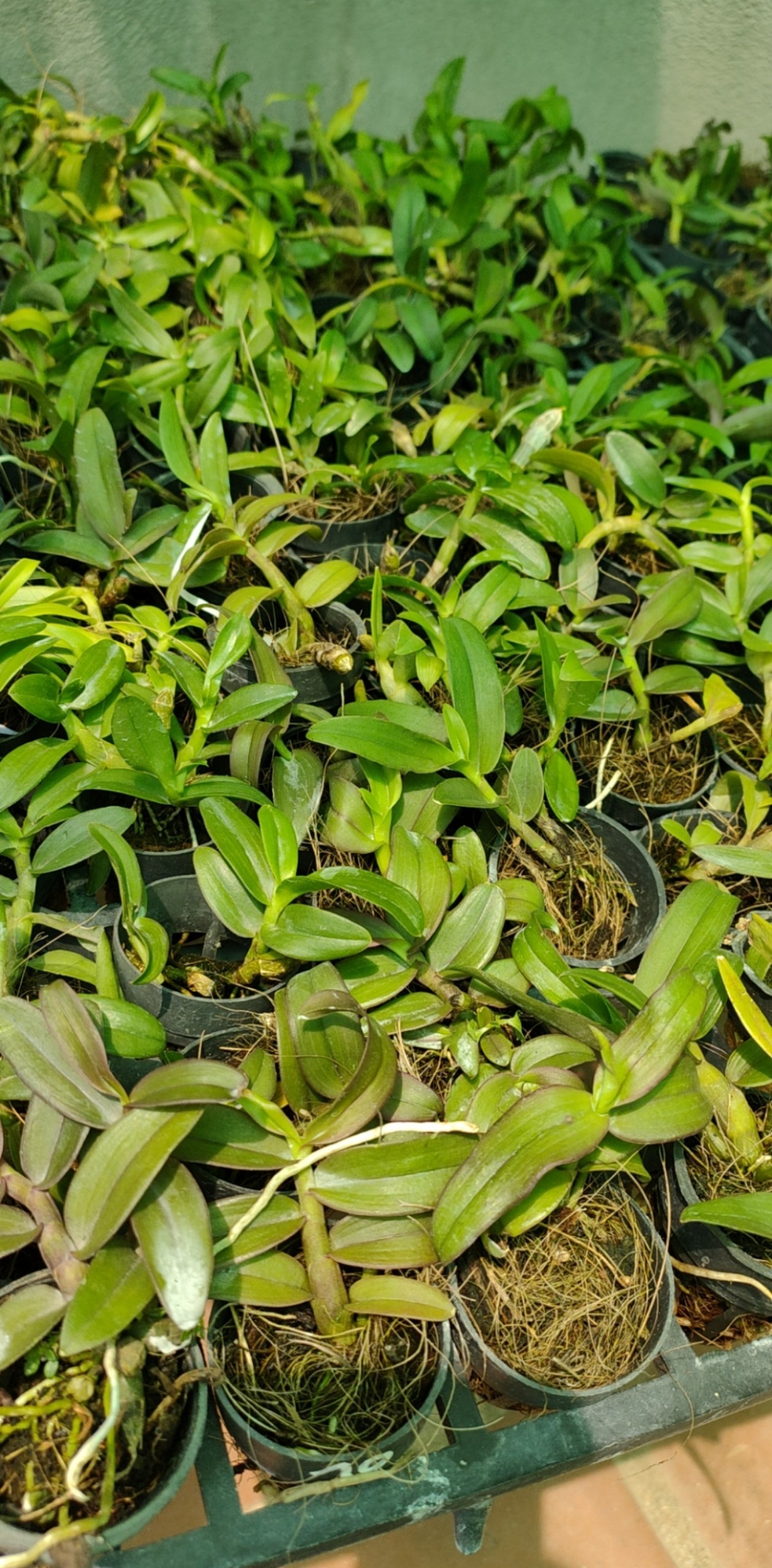 Giả hạc mắt na