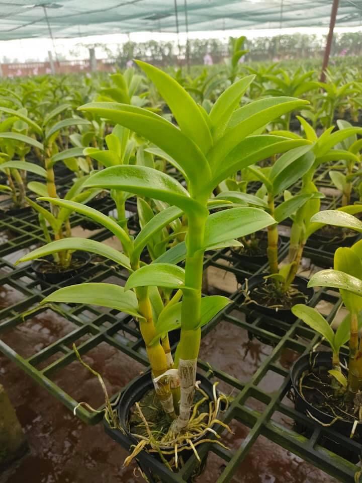 HOA LAN MĂNG CỤT XƯA