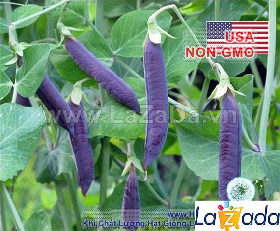5h Hạt Giống Đậu Hà Lan Tím (A2.303| C35*X54*M163)