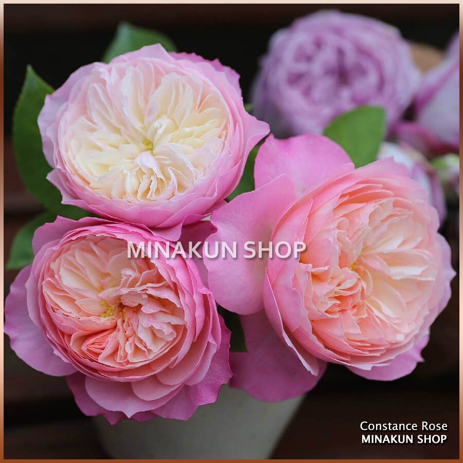 Hoa hồng ngoại Constance Rose cực đẹp - MinaKun Shop