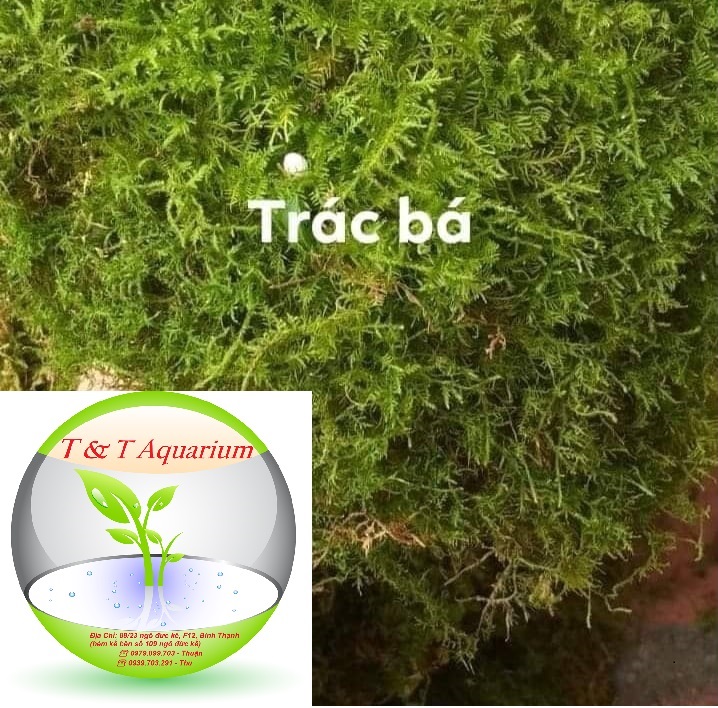 Rêu trác bá (bán cạn, tiểu cảnh) 100gr
