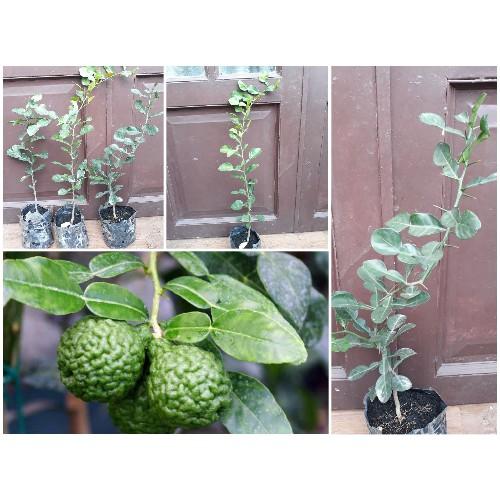 Cây Chanh Trúc ( Chanh Não Người ) hgfhgf