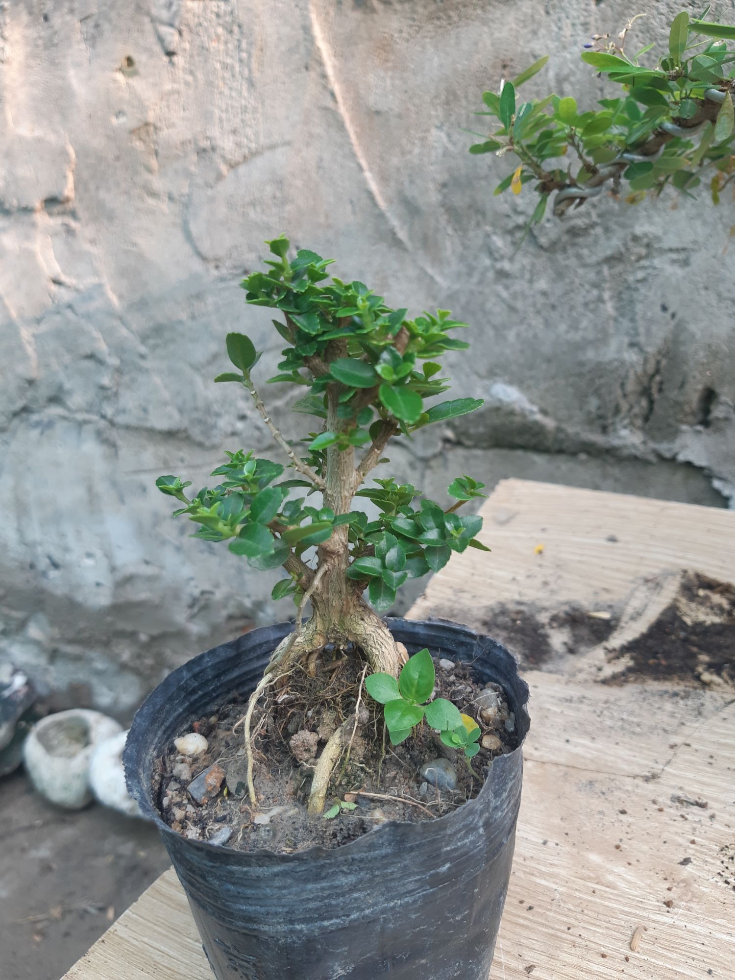 sam hương siêu mini