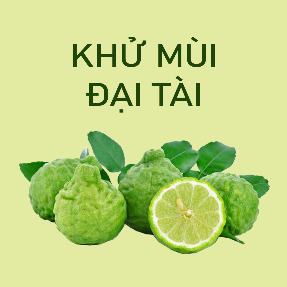 [ĐẶC SẢN AN GIANG] Tinh dầu chúc TITO