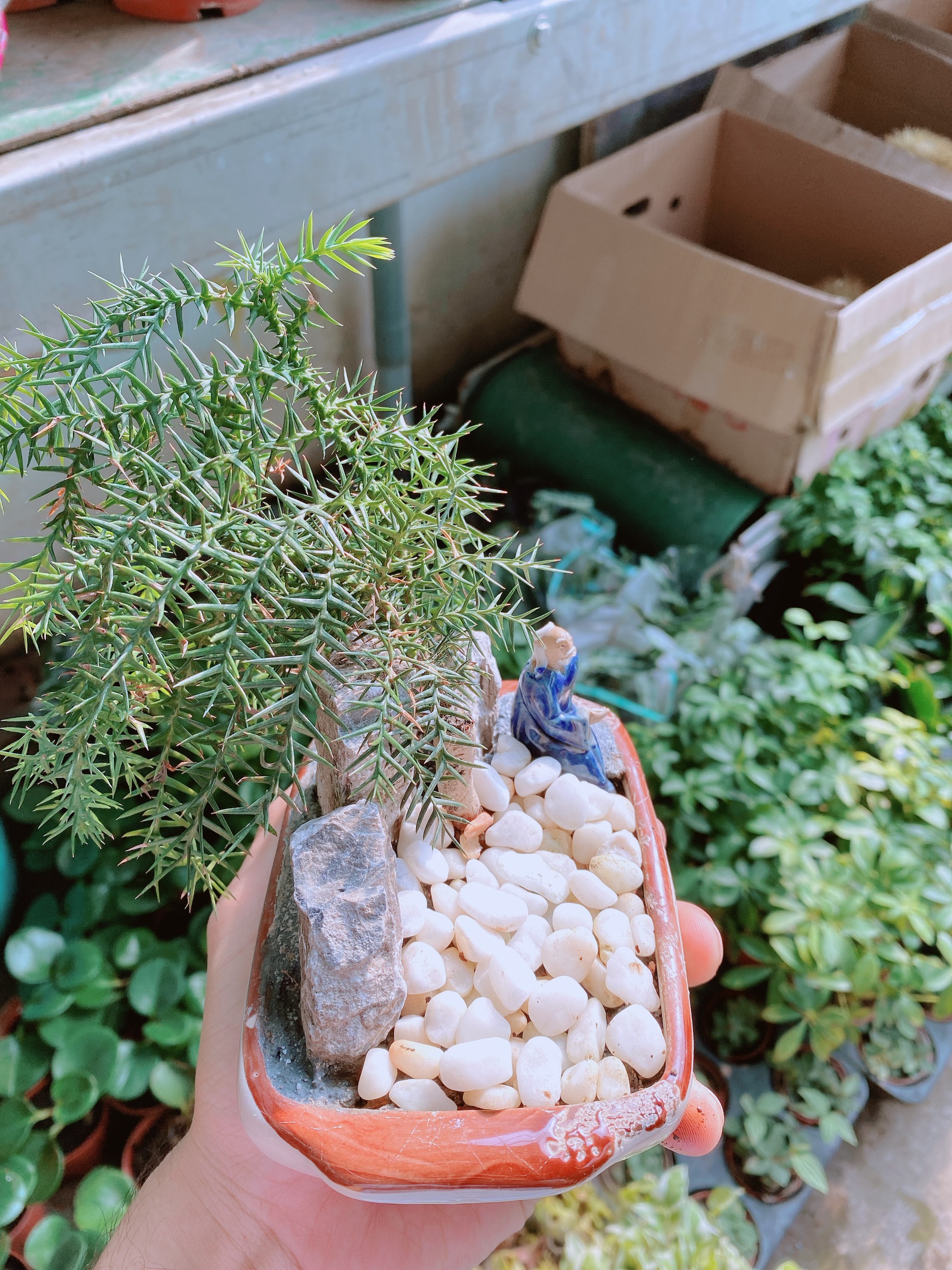 Chậu tùng bồng lai bonsai